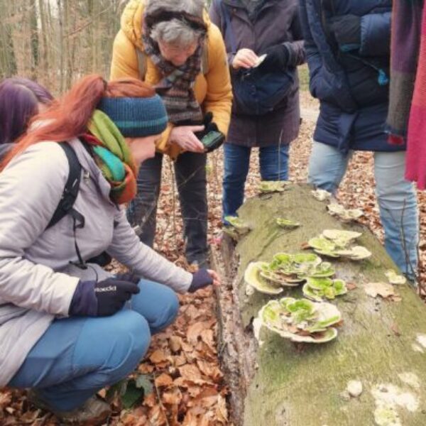 Naturwanderung 6 Hollerstrauch_Zunderschwamm_Copyright-Lisa-Schaefer